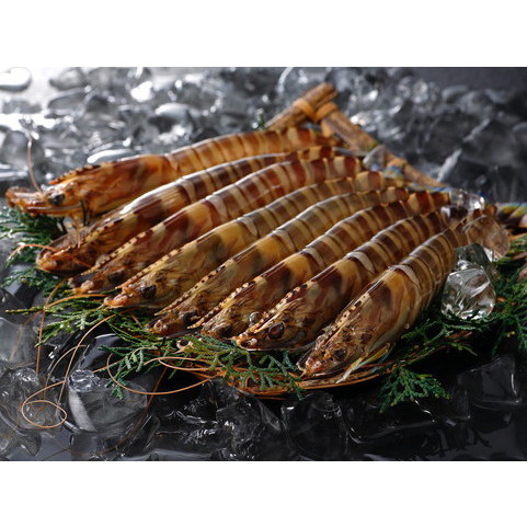 山口県上関町活き車海老